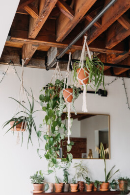 SOMAscape Studio